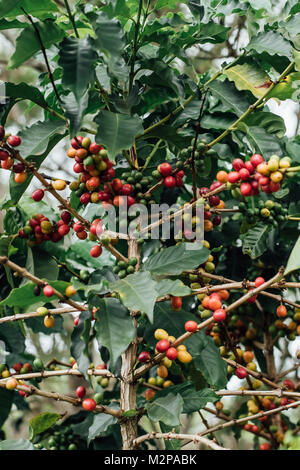 Coffee Cherries with raw coffee beans on the tree on a coffee plantation Stock Photo