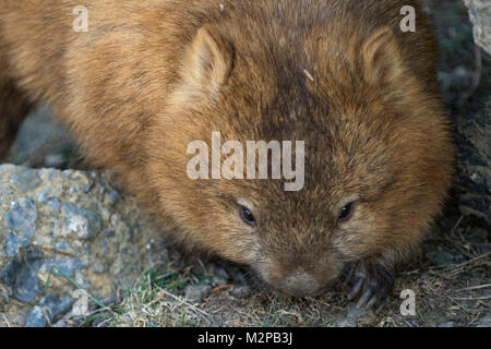 Common Wombat, Vombatus ursinus on Maria Island, Tasmania, Australia Stock Photo