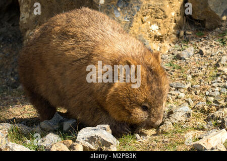 Common Wombat, Vombatus ursinus on Maria Island, Tasmania, Australia Stock Photo