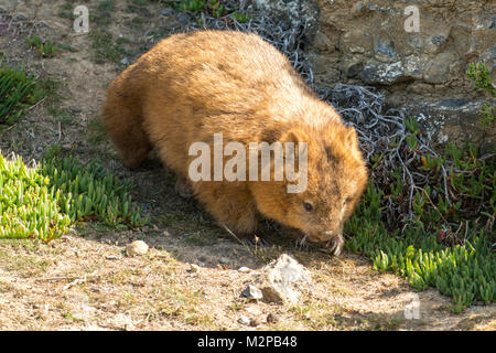 Common Wombat, Vombatus ursinus on Maria Island, Tasmania, Australia Stock Photo