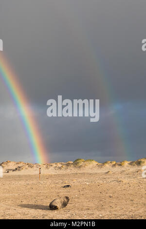 Rainbow on Heligoland, Düne Stock Photo