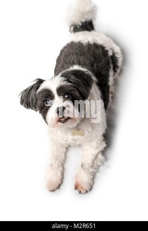 Cute, adorable and cuddly black or grey and white Lhasa Apso dog isolated on a pure white studio background Stock Photo
