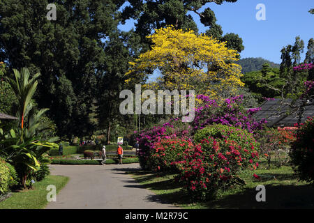 Peradeniya Kandy Central Province Sri Lanka Peradeniya Royal Botanic Gardens Stock Photo