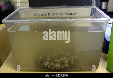 VIRGINIA BEACH, Va. --  A bag of 1,000 spat, or baby oysters, sit in a tub of Lynnhaven River water Oct. 15, 2011.  The oysters are a prop for an oyster gardening class taught to Hampton Roads teachers. The oysters in the tub demonstrated how oysters clean the water -- an adult-sized oyster can filter up to 50 gallons of water a day.  (U.S. Army photo/Kerry Solan) 111015-A-ET072-003 by norfolkdistrict Stock Photo