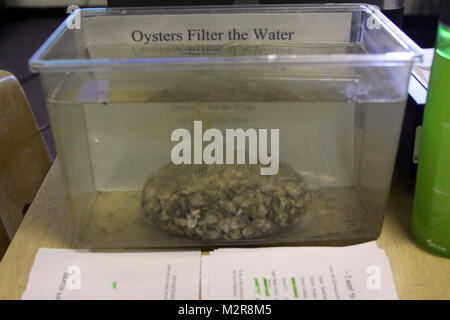 VIRGINIA BEACH, Va. --  A bag of 1,000 spat, or baby oysters, has filtered a tub of Lynnhaven River water after only an hour.  The oysters are a prop for an oyster gardening class taught to Hampton Roads teachers. The oysters in the tub demonstrated how oysters clean the water -- an adult-sized oyster can filter up to 50 gallons of water a day.  (U.S. Army photo/Kerry Solan) 111015-A-ET072-024 by norfolkdistrict Stock Photo