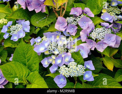 Blue blossoming hortensia, Hydrangea macrophylla, sort 'Blue Bonnet', Stock Photo
