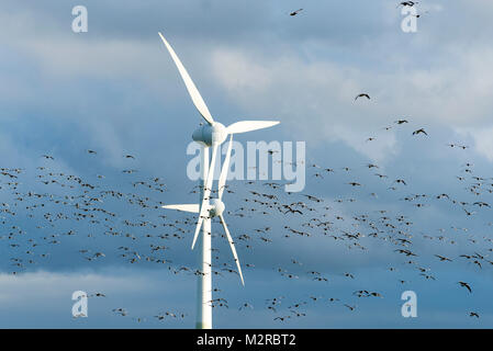 Germany, Lower Saxony, Krummhörn, wind power station with a flock of barnacle geese (Branta leucopsis) Stock Photo