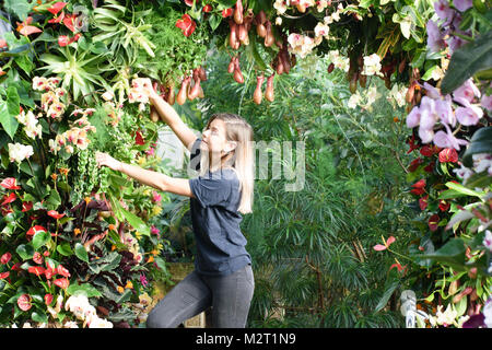 Kew Gardens, London UK. 8th Feb, 2018. Orchids specialist trainee Jenny Forgie makes last-minute changes to a Thailand-inspired vanda tunnel of orchids at the Princess of Wales Conservatory at Kew Gardens. The display is part of Kew's Orchids Festival, which runs from 10 February to 11 March. Credit: Neil Doyle/Alamy Live News Stock Photo