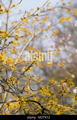 Hamamelis mollis 'Coombe Wood'. Witch hazel 'Coombe Wood' flowering in winter. RHS Wisley Gardens, Surrey, UK Stock Photo