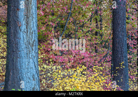 Pacific dogwood (Cornus nuttallii) leaves turn red in the fall, Yosemite National Park, California, United States.