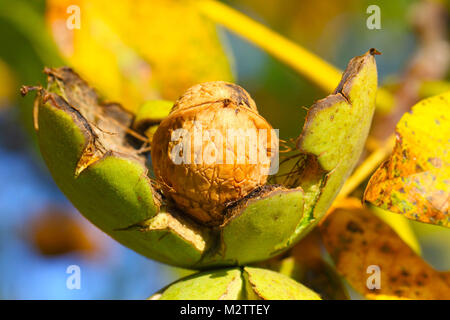 Walnut shell in open husk, on a tree Stock Photo