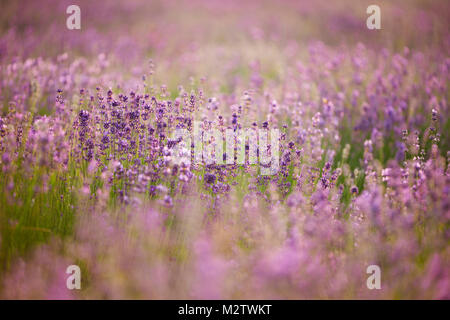 Lavender field close to Detmold in East Westphalia. Stock Photo