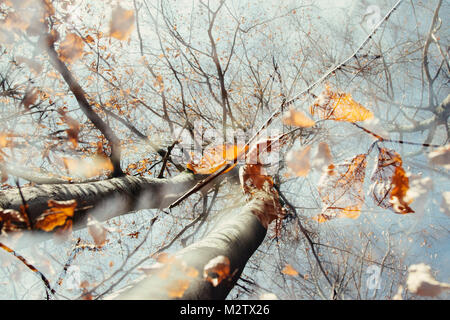 Double exposure, beech, falling leaves and blue heaven in the Teutoburg Forest Stock Photo