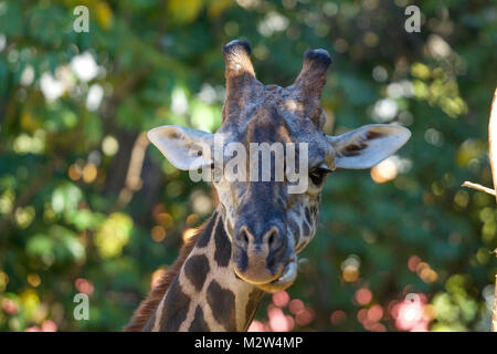 close up of giraffe head Stock Photo