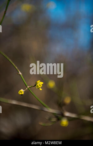 Spring buds, branches, blossom Stock Photo