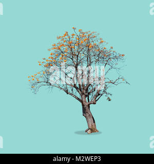 big tree with a yellow flower on isolate . Stock Photo