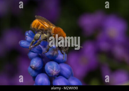 A female Tawny Mining-bee (Andrena fulva) on a globe hyacinth flower. Stock Photo