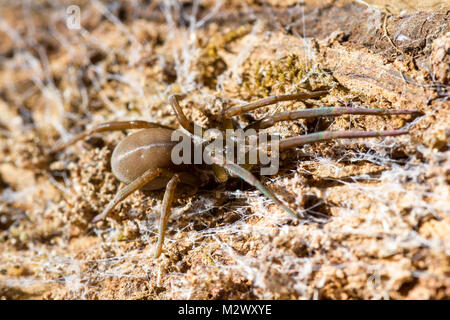 close up of a large tropical spider resting on an old piece of wood with a white web Stock Photo