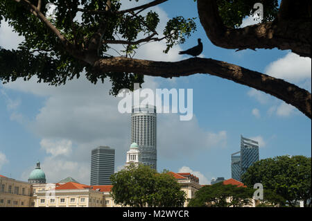 03.02.2018, Singapore, Republic of Singapore, Asia - A pigeon is silhouetted as it sits on a branch of a tree at Boat Quay. Stock Photo