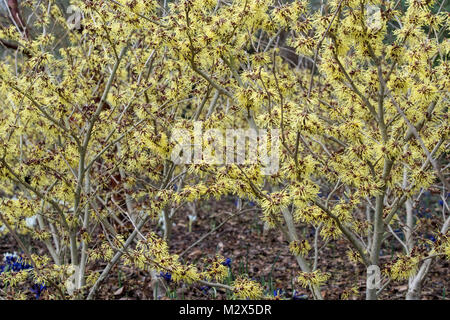 Hamamelis x Intermedia 'Pallida'. Witch hazel 'Pallida' flowering in winter. RHS Wisley Gardens, Surrey, UK Stock Photo