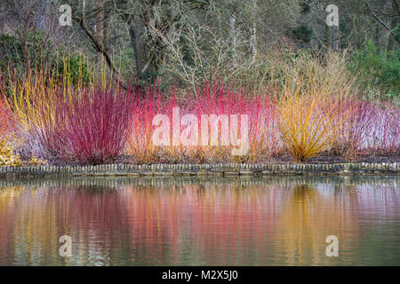 Colourful Cornus, Salix and Rubus plant stems reflecting in the lake at RHS Wisley Gardens, England. Dogwood,Willow and Raspberry stems in winter Stock Photo