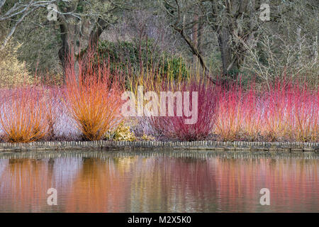 Colourful Cornus, Salix and Rubus plant stems reflecting in the lake at RHS Wisley Gardens, England. Dogwood,Willow and Raspberry stems in winter Stock Photo