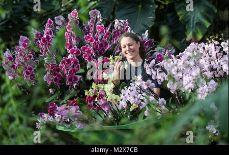 Student Olivia Steed-Mundin puts the finishing touches to exhibits at the Orchids Festival, a celebration of Thailand's vibrant plant life and culture, in the Prince of Wales Conservatory at Kew Gardens, west London. Stock Photo