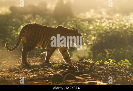 Bengal tiger , Corbett National Park Stock Photo