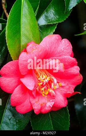 Red flower of the late winter flowering evergreen shrub, Camellia japonica 'Adolphe Audusson' Stock Photo