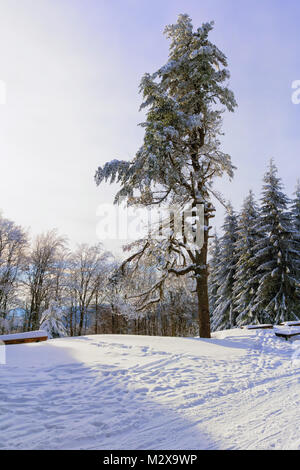 Winter mountain landscape. Tall lonely pine tree growing on a hill by the road. Hoary trees, blue sky and sunlight. Stock Photo
