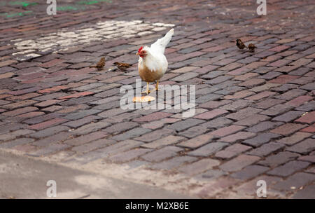 chicken eating bread on brick road Stock Photo