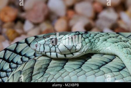 close up view of a lethal green mamba snake Stock Photo