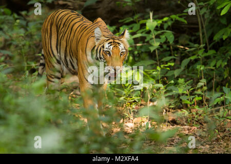 Bengal tiger , Corbett National Park Stock Photo