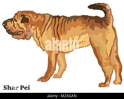 Portrait of standing in profile Shar Pei, vector colorful illustration isolated on white background Stock Vector