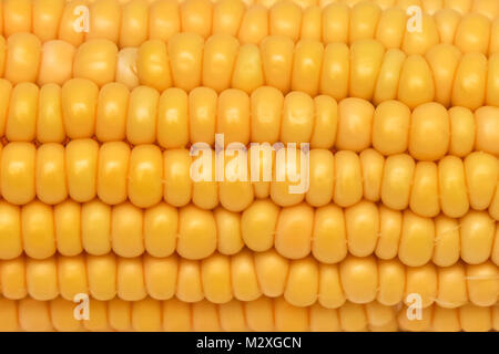 Close-up waxy corn kernel white and yellow on a white background. Gold yellow ripe maize close-up Stock Photo