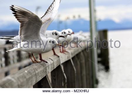 White gulls on a wooden frame on the shores of Lake Starnberg in Bavaria, Germany on a winter's day.. Stock Photo