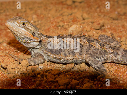 Male Bearded Dragon Pogona species on an orange sand substrate nice looking male of this popular reptile pet. Stock Photo