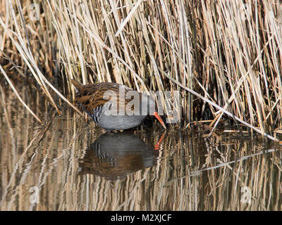 Water Rail Rallus aquaticus on the edge of a reedbed reflected in the water on a wetland in Dorset England. Stock Photo