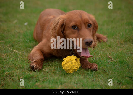 golden cocker spaniel playing a game of fetch on the field Stock Photo