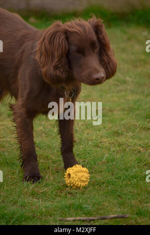 brown cocker spaniel playing a game of fetch on the field Stock Photo