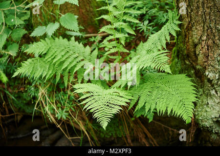 male fern, Dryopteris filix-mas, brookside, spring Stock Photo