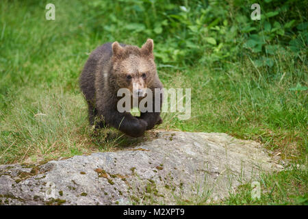 European brown bear, Ursus arctos arctos, young animal, wilderness, frontal, run Stock Photo