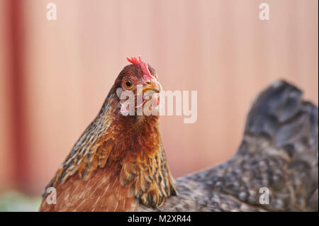 domestic fowl, Gallus gallus domesticus, hen, portrait, meadow, stand Stock Photo