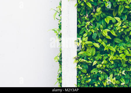 Close up texture of green leaves on trim shrub fence with white background. Stock Photo