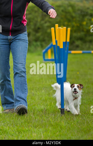A Jack Russell Terrier following its owner's instruction during a dog agility training session through the weaving poles Stock Photo
