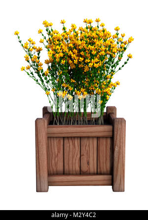 3D rendering of Genista hispanica flowers in a wooden planter isolated on white background Stock Photo