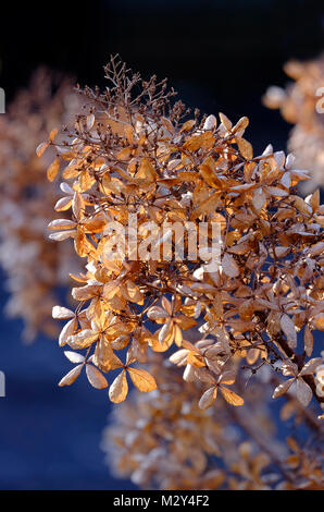 hydrangea plant in winter garden, norfolk, england Stock Photo