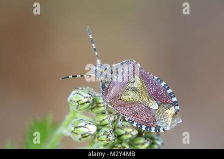 Sloe bug, Dolycoris baccarum, is a species of shield bug in the family Pentatomidae. Stock Photo