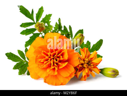 closeup of fresh marigold flower isolated on white Stock Photo