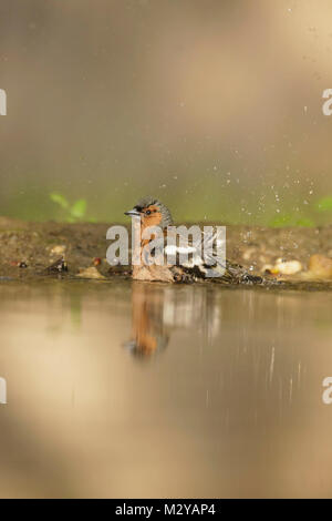 Common Chaffinch (Fringilla coelebs) adult male, bathing in pool, in woodland, Vojvodina, Serbia, June Stock Photo